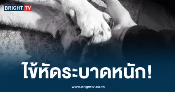 ไข้หัด สุนัข