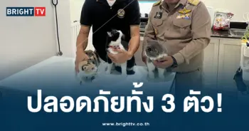 แมว ปลอดภัย