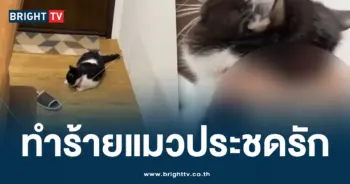 บีบคอแมว ปก