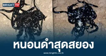 หนอนดำ