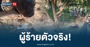 หมูเด้ง (3)-min