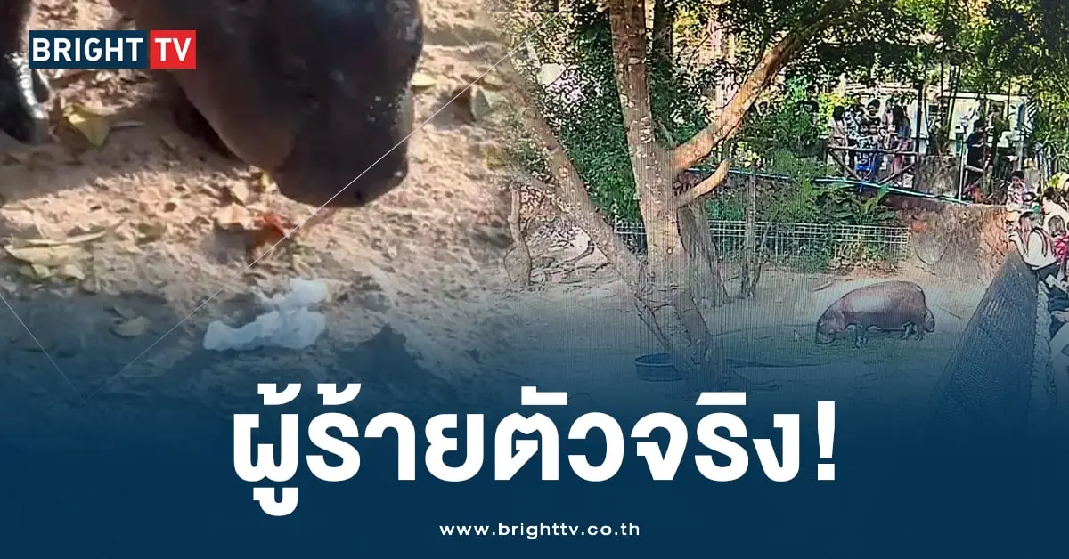 หมูเด้ง (3)-min