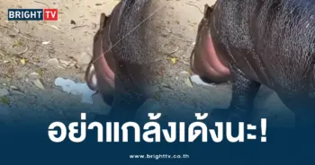 หมูเด้ง (1)