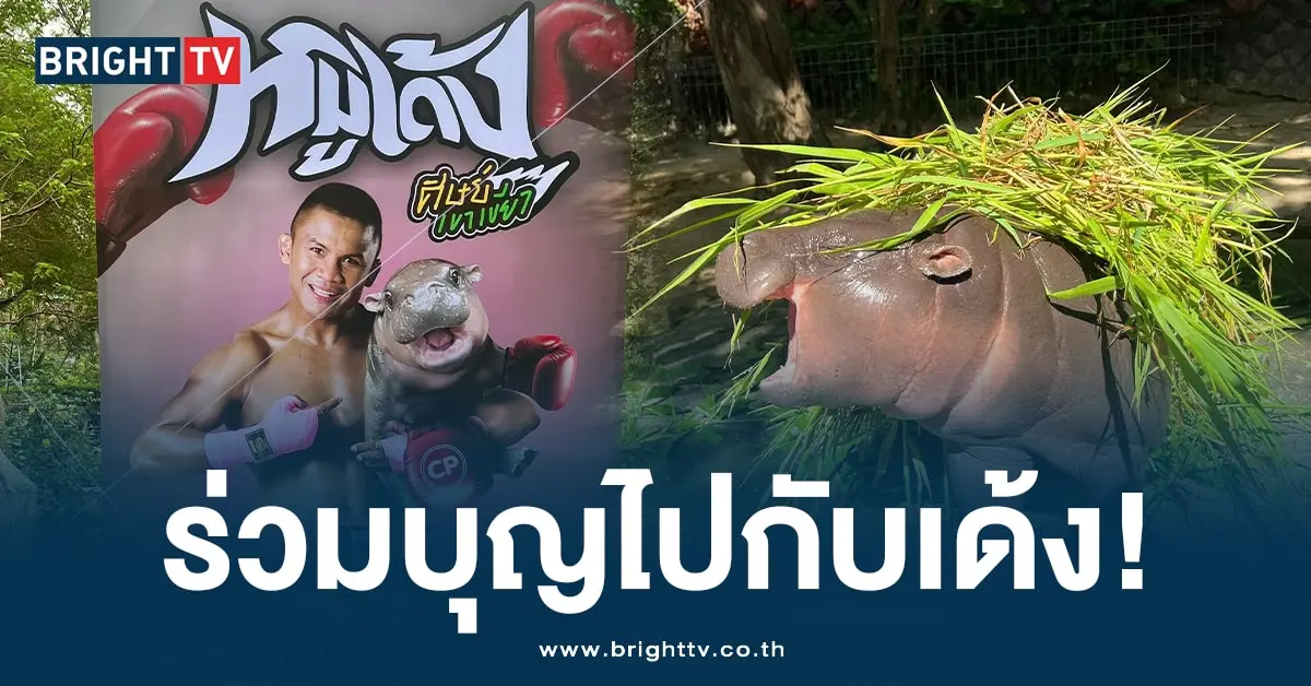 หมูเด้ง (2)