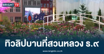 ปก ทิวลิปบาน