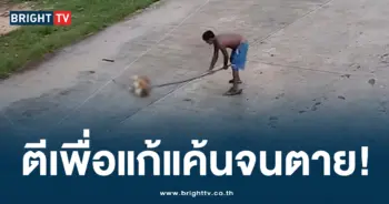 ตีหมา