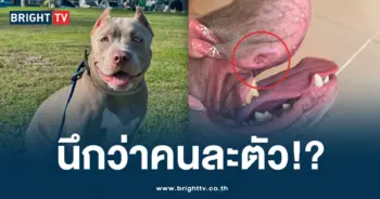 ฝึกหมา K9