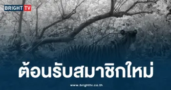 ตั้งชื่อลูกเสือโคร่ง 2