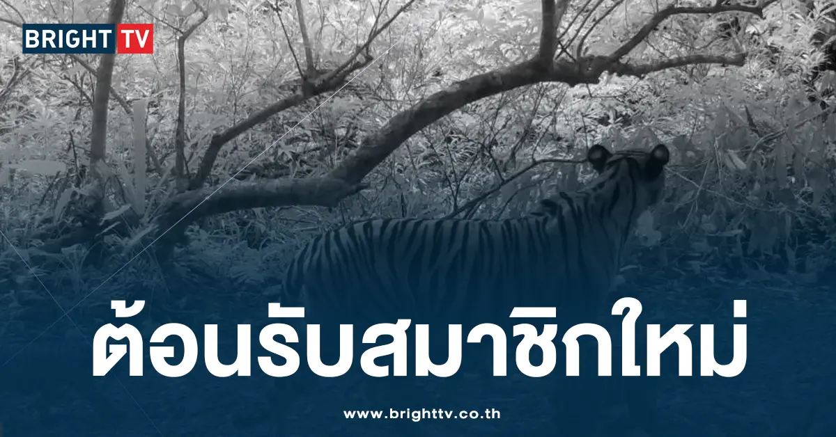ตั้งชื่อลูกเสือโคร่ง 2