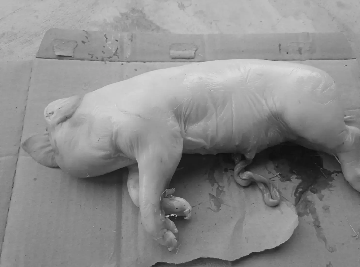 หมูไม่มีหัว 3 BW-min