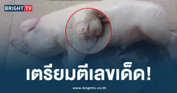 หมูไม่มีหัว 6