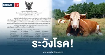 พิษสุนัขบ้า (1)