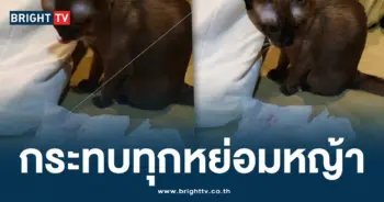 แมวจาม ปก