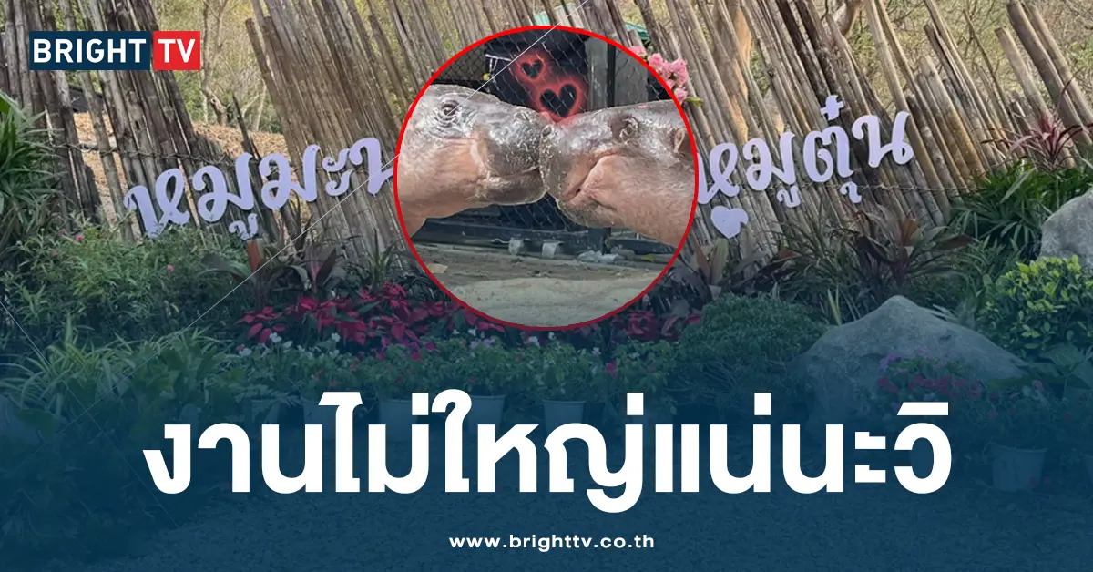 งานแต่งหมูมะนาว หมูตุ๋น 9