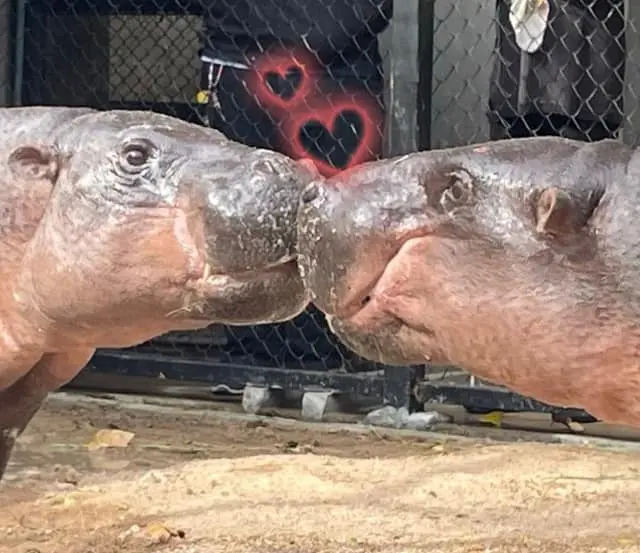 งานแต่งหมูมะนาว หมูตุ๋น 7-min