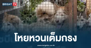 เจ้าของทิ้งหมาไซบีเรียกับแมว