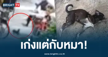 กระทืบหมา