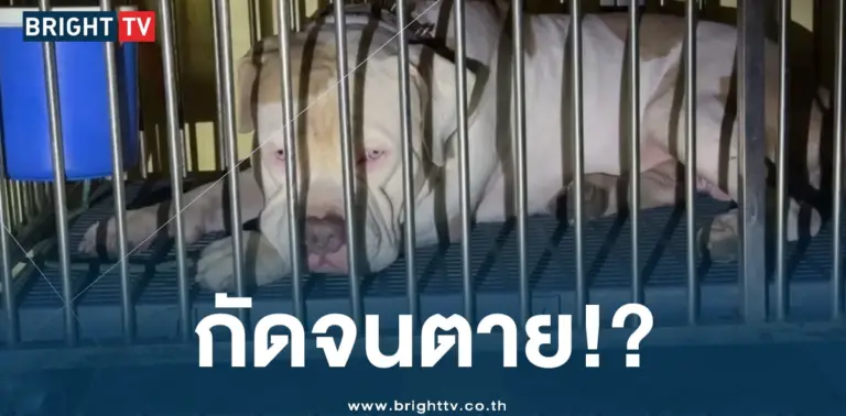 พิทบูลขย้ำพระง (2)