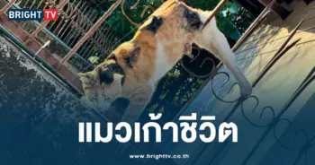 แมวส้มโดนปลายรั้วแทงขา