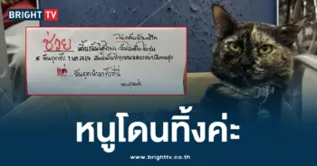 แมวหลง