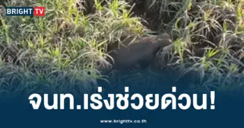 สีดอโหนก