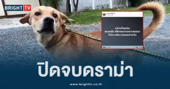 หมาหาย (1)