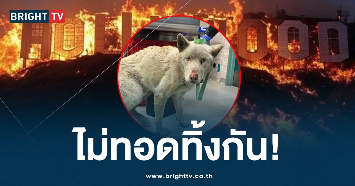 ช่วยสัตว์เลี้ยงในไฟไหม้ LA-min