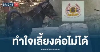 หมาดำกัดเจ้าของตาย
