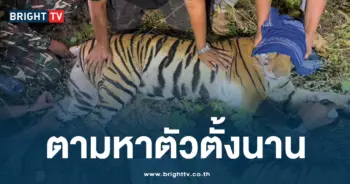 ช่วยเสือโคร่งเพศเสียติดบ่วงดักสัตว์
