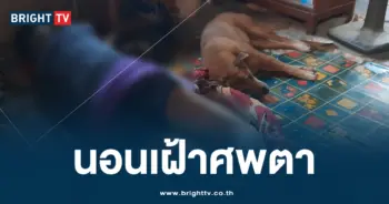 หมาเฝ้าศพตา