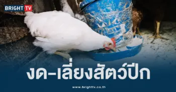 ไข้หวัดนก (4)