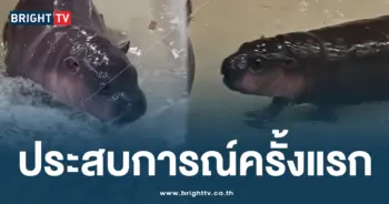 ลูกพี่ลูกน้อง หมูเด้ง