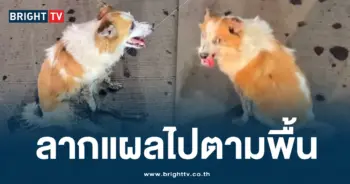 หมาจนร ปก