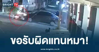 หมาไล่กัด รับผิด