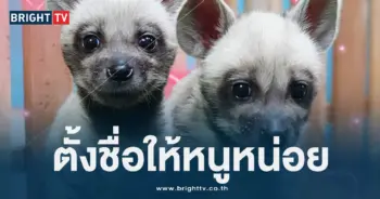 ไฮยีน่า (1)