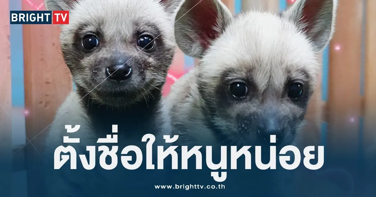 ไฮยีน่า (1)
