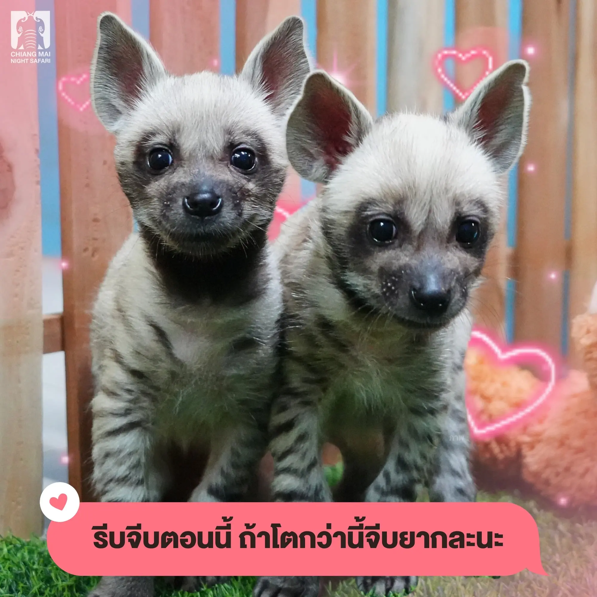 ไฮยีน่า (2)