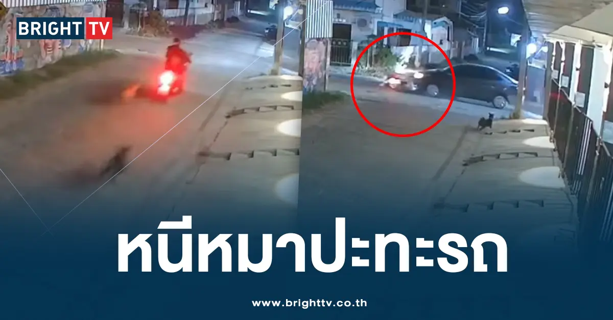 หมาไล่กัดคน