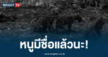 ลูกเสือโคร่ง