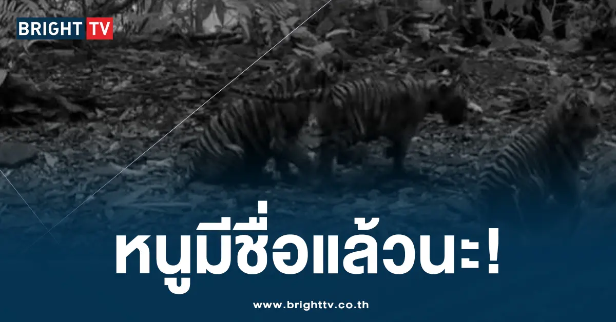 ลูกเสือโคร่ง