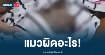 หนุ่มทำร้ายแมว