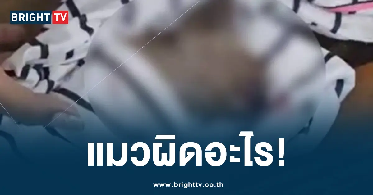 หนุ่มทำร้ายแมว