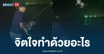 โยนหมา 4