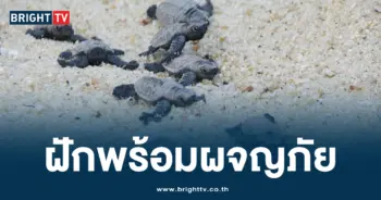 ลูกเต่ากระ ปก
