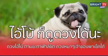ดวงหมา1