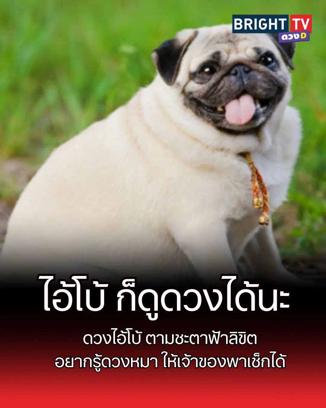 ดวงหมา