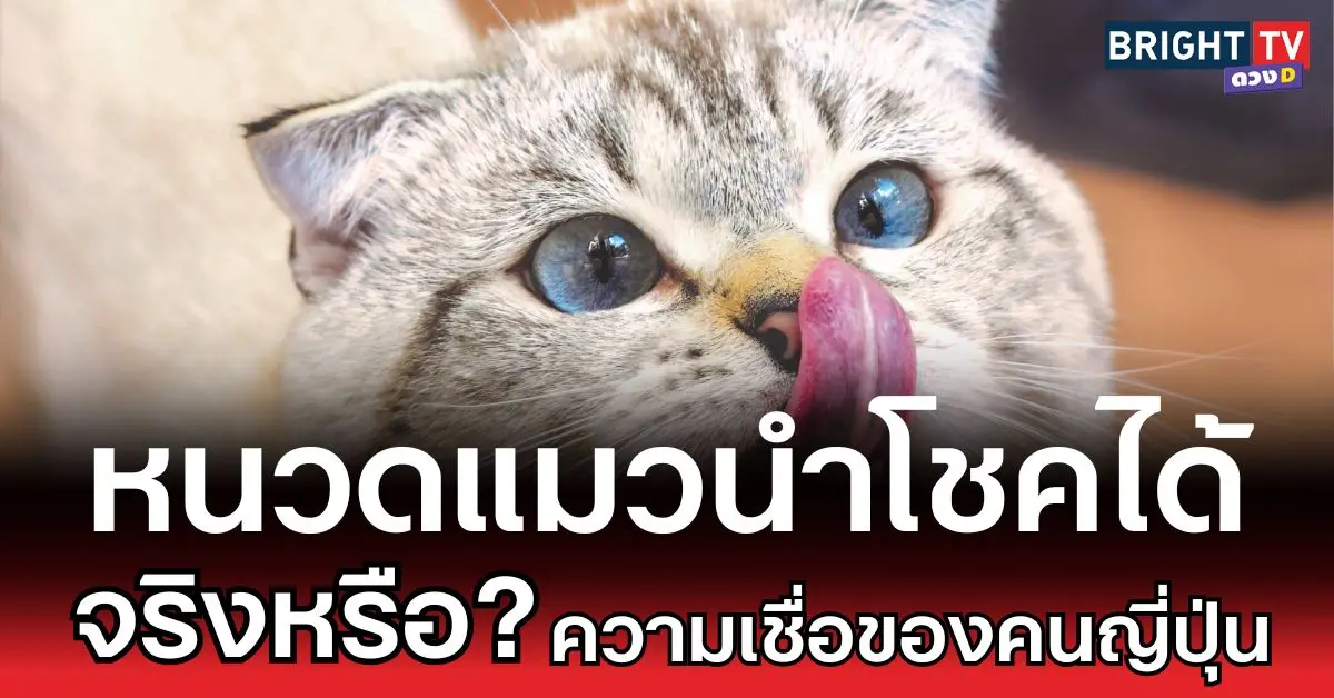 หนวดแมวนำโชคได้