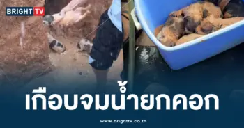 ช่วยลูกหมา