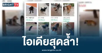 หมาแมว ปก