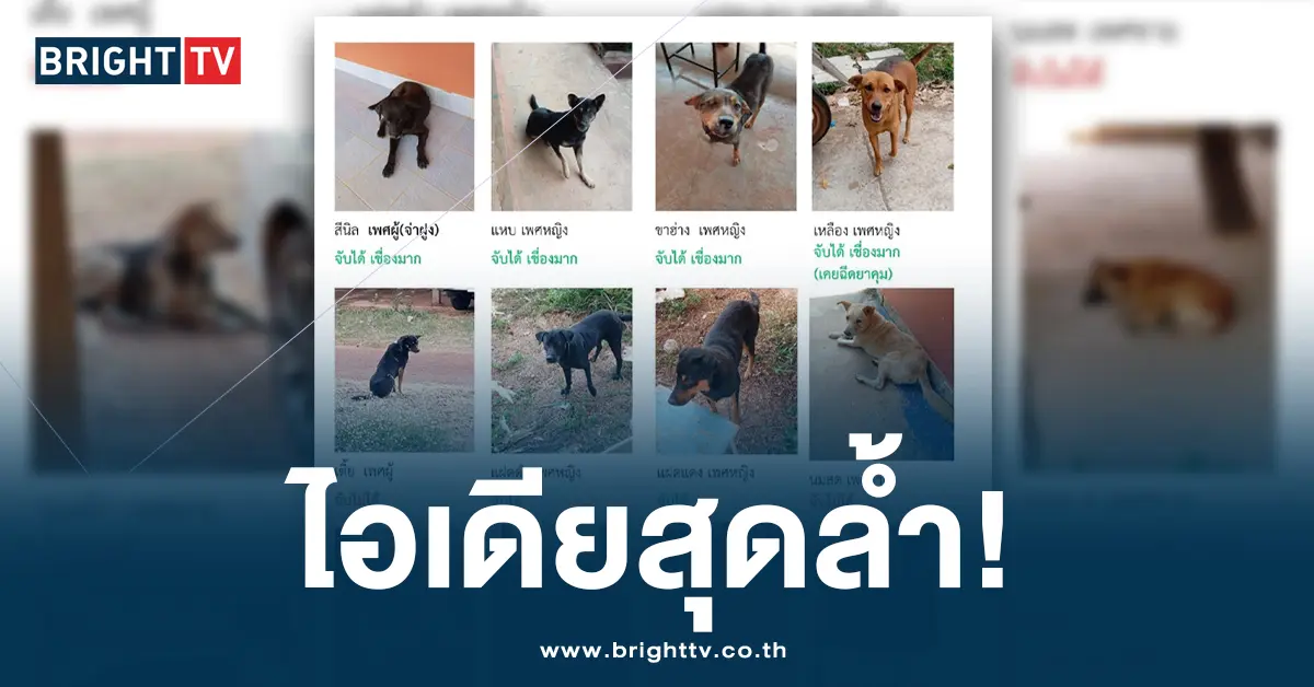 หมาแมว ปก